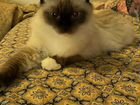 Вязка сиамская кошка