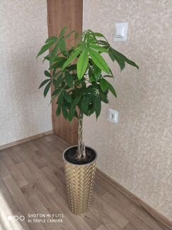 Пахира(комнатное растение)