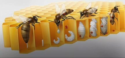 Возьму Ваших пчёл