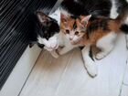 Уникальная норвежская трёхцветная-кошка объявление продам