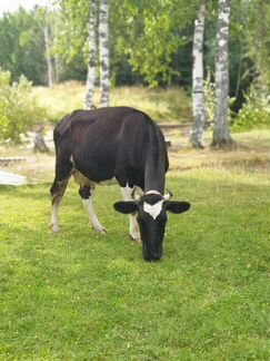 Корова дойная с теленком - фотография № 4
