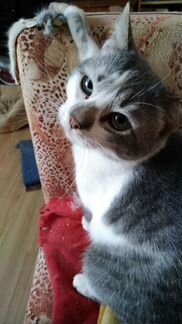 Кот Вильям в знающие руки