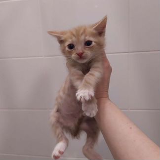 Арахис 1.5 месяца