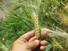 Зерно пшеница, ячмень, сено объявление продам