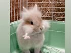 Карликовый кролик декоративный объявление продам