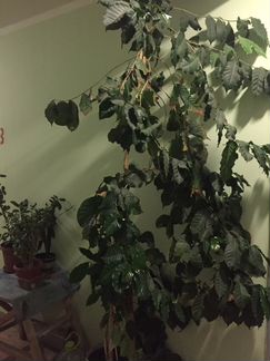 Кофейное дерево