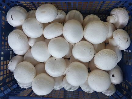Цех по выращиванию грибов шампиньонов(компания)