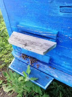 Продам пасеку, пчелосемьи с ульями, рамки - фотография № 1
