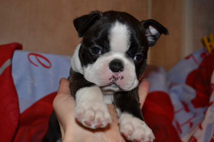 Щенки бостон-терьера