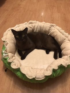 Лежак для животных