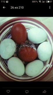 Инкубационное яйцо Амераукана, Маран