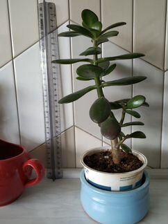 Денежное дерево (Толстянка)