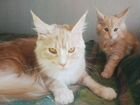 Чистокровные котята породы Мейн-кун объявление продам