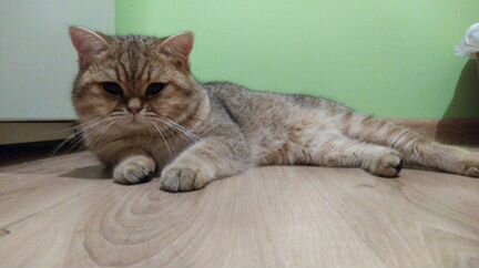 Кот на вязку