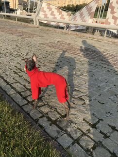 Одежда для Левретки