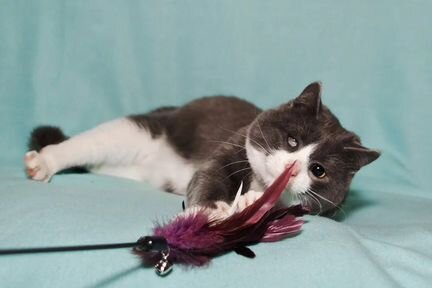 Кот Элвис