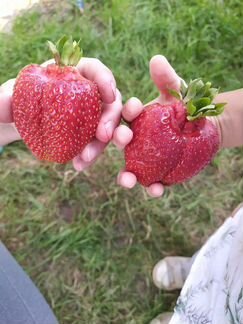 Продаётся рассада клубники