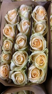 Роза оптом и в розницу