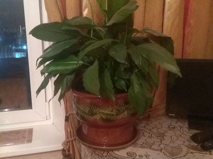 Керамический цветочный горшок