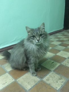 Кошка в добрые руки