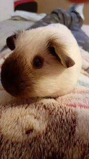 Морская свинка с клеткой