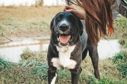 Малина Метис Алабая