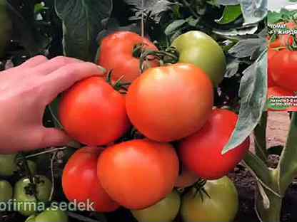 Томат калужский великан. Томат биф седек. Жирдяй томат седек. Томат жирдяй. Томат жирдяй.