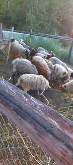 Овцы, бараны,ярки,на мясо.Все вопросы по тел - фотография № 3