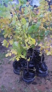 Дуб от 30 до 170 см