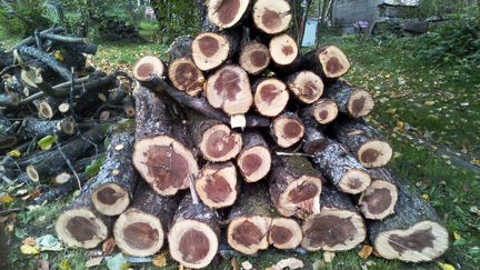 Древесина яблони, свежая