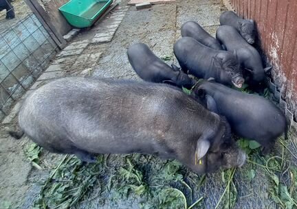 Вьетнамские вислобрюхие свиньи - фотография № 7