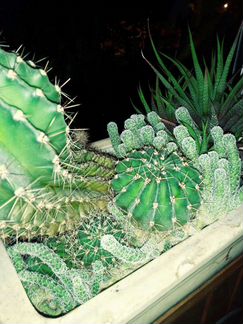 Кактус, каланхое отростки