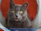Варя -русская голубая кошка