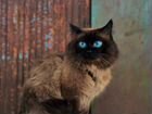 Сиамский кот объявление продам