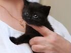 Крошечный черный котенок мальчик