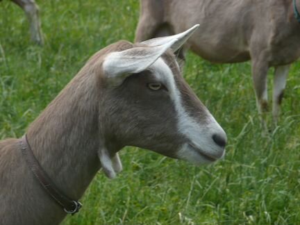 Таггенбургские козлята и зааненские козы - фотография № 2