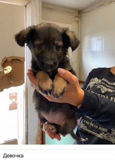 Щенки 2,5 мес