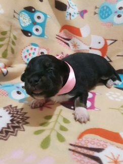 Щенки от мелкой Дворняжки