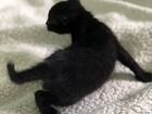 Котята в добрые руки (Мама - японский бобтейл) объявление продам