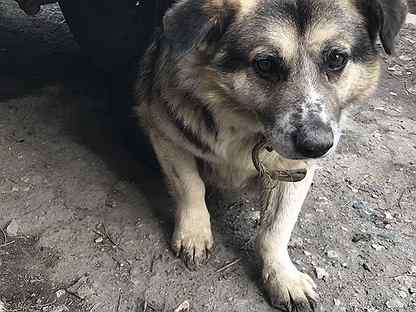 saratov sobaki kupit nedorogo sobaku ili shenka v rossii ceny na sobak raznyh porod avito