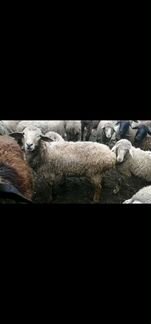 Овцы бараны - фотография № 2