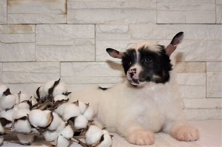 Очаровательный щенок Китайской хохлатой собачки