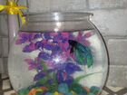 Рыбка петушок с аквариумом