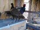 Охотничий фазан и фазан румынский, фазанята охотни объявление продам