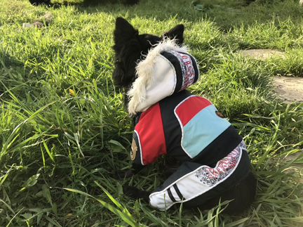 Одежда для собак. Зимний комбинезон