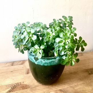 Суккуленты