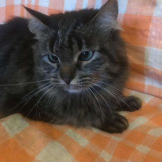 Кот метис сибирского в дар 2 года