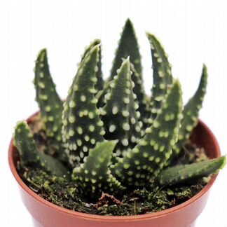 Хавортия Пумила