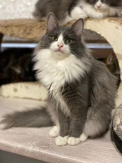 Пушистый ласковый котенок - мальчик