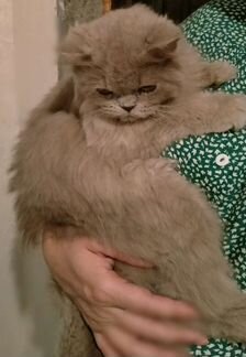 Персидская длинношерстная кошка в добрые руки бесп